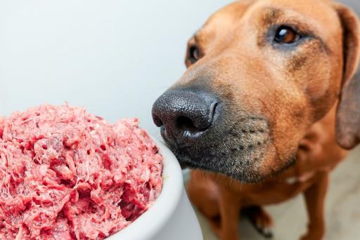 Améliorer la santé de votre chien avec la nourriture